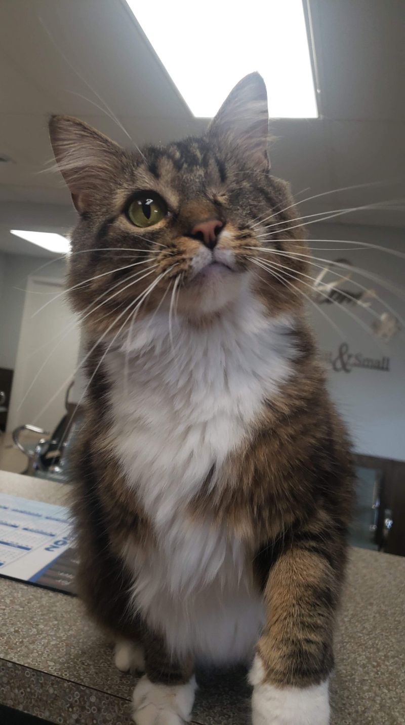 Best Veterinary Hospital in Archbold, OH Pondview Veterinary Clinic