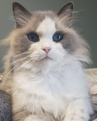 Gizmo copy