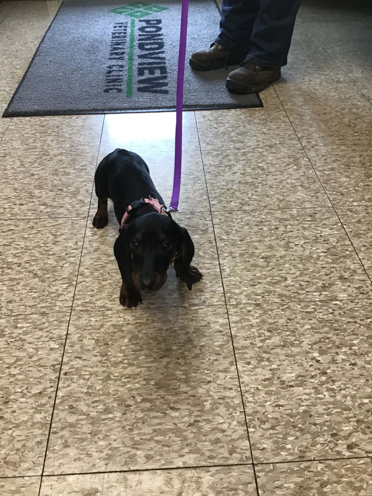 Pondview Veterinary Clinic Patient Gallery Vet in Archbold, OH 43502