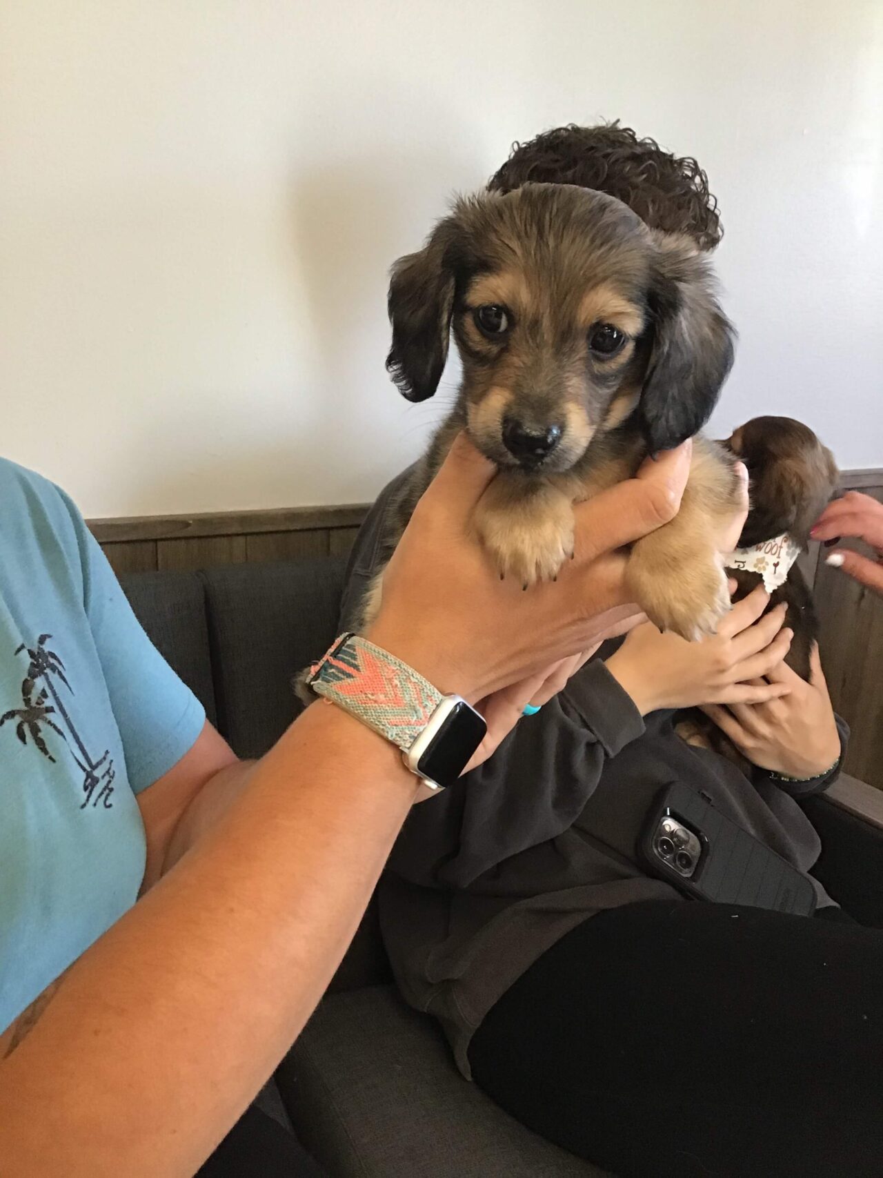 Pondview Veterinary Clinic Patient Gallery Vet in Archbold, OH 43502