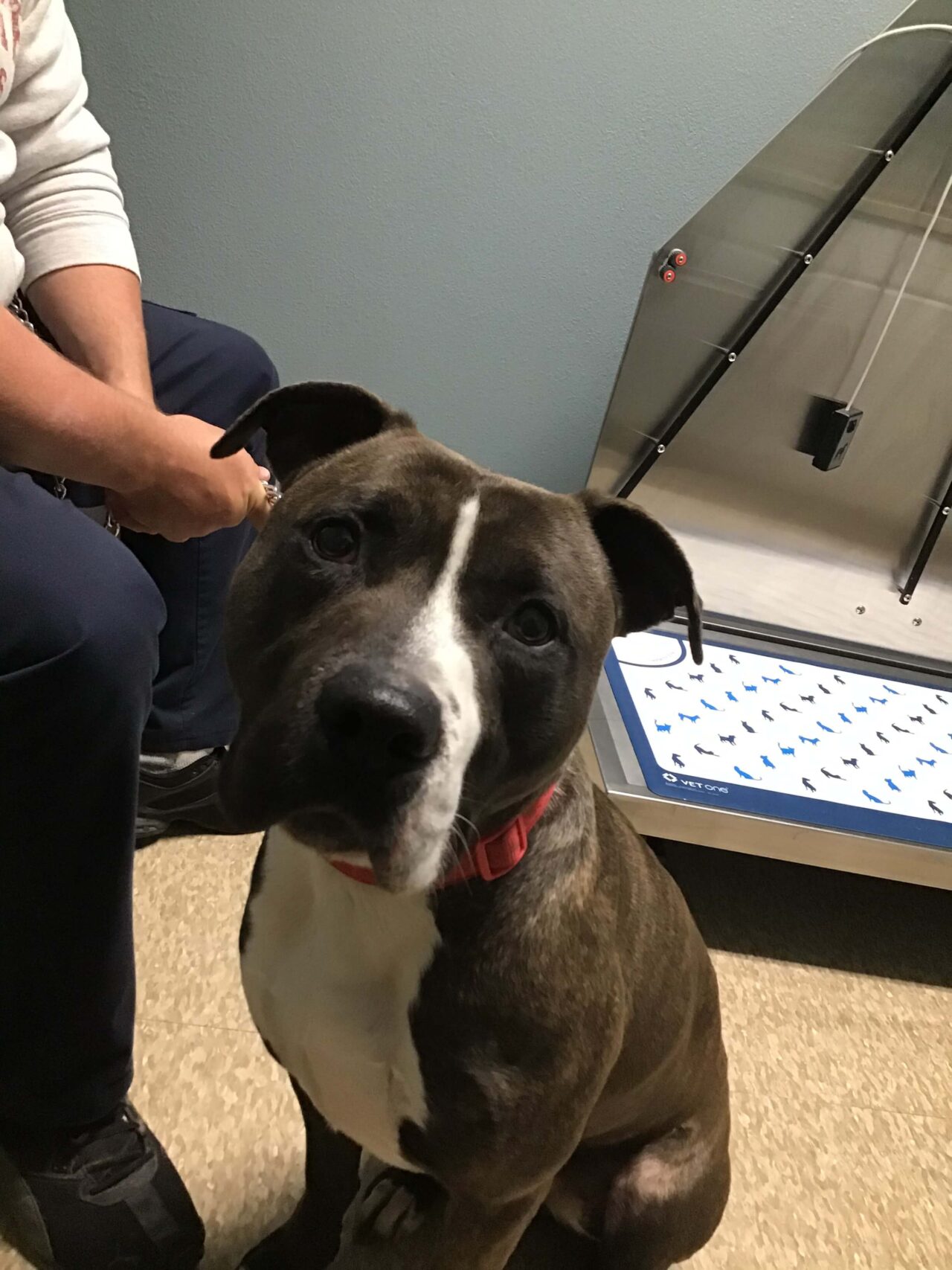 Pondview Veterinary Clinic Patient Gallery Vet in Archbold, OH 43502