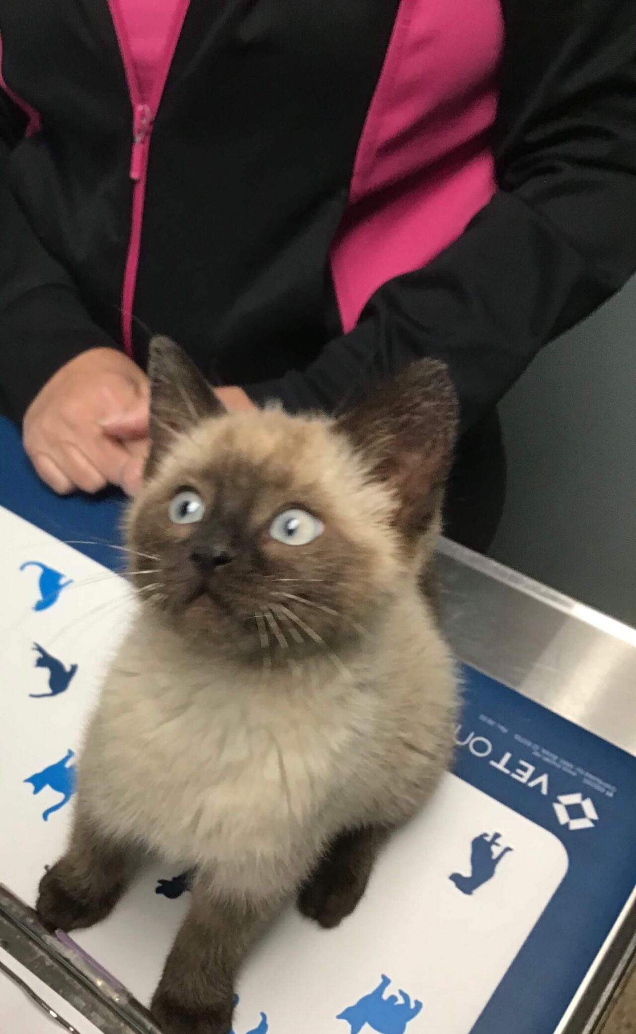 Pondview Veterinary Clinic Patient Gallery Vet in Archbold, OH 43502